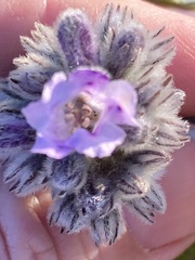 Eriodictyon crassifolium