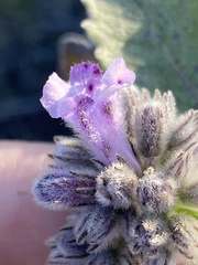 Eriodictyon crassifolium