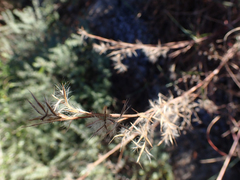 Schizachyrium stoloniferum