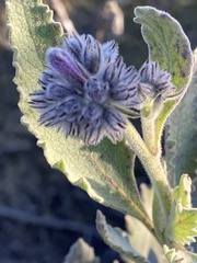 Eriodictyon crassifolium