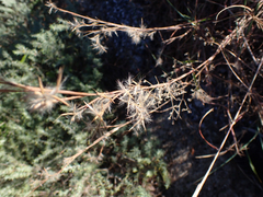 Schizachyrium stoloniferum