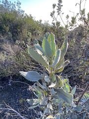 Eriodictyon crassifolium