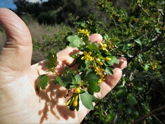 Ribes aureum gracillimum