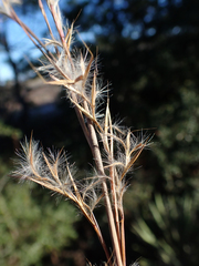 Schizachyrium stoloniferum