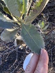 Eriodictyon crassifolium