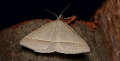 Epidesmia hypenaria