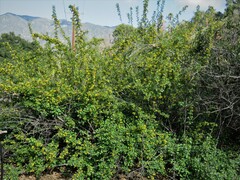 Ribes aureum gracillimum