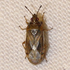 Chilacis typhae