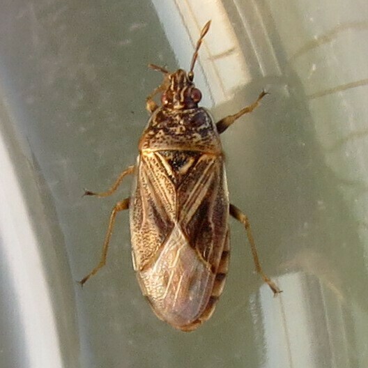 Chilacis typhae (001 Oligolektische Arthropoden und Parasiten an