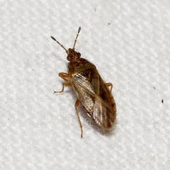 Chilacis typhae