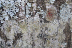 Caliciaceae