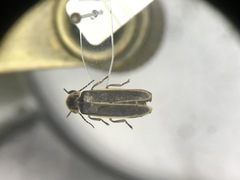 Photinus obscurellus