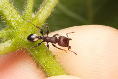 Podomyrma maculiventris