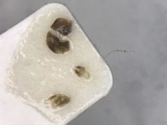 Photinus obscurellus