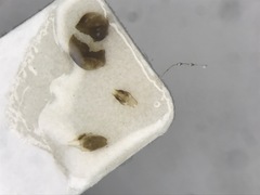 Photinus obscurellus