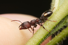 Podomyrma maculiventris