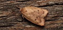 Oligoloba severa