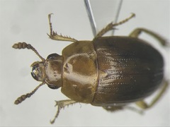 Leiodes rufipes