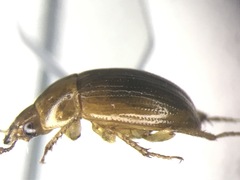 Leiodes rufipes