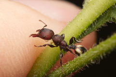 Podomyrma maculiventris