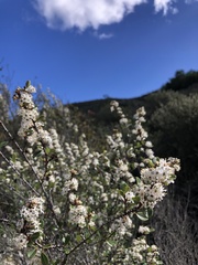 Ceanothus verrucosus