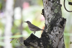 Turdus ignobilis