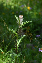 Cirsium osterhoutii