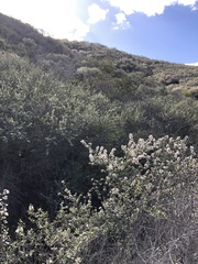 Ceanothus verrucosus