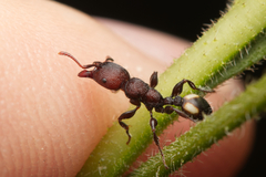 Podomyrma maculiventris