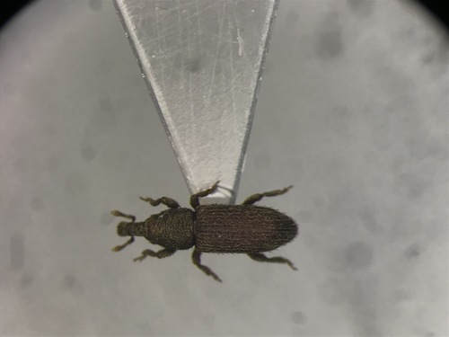 Straying Little Weevil
