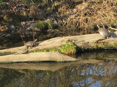 Trachemys scripta elegans