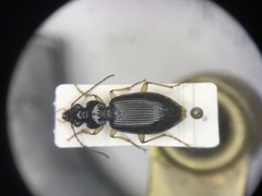 Patrobus longicornis