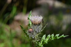 Cirsium osterhoutii