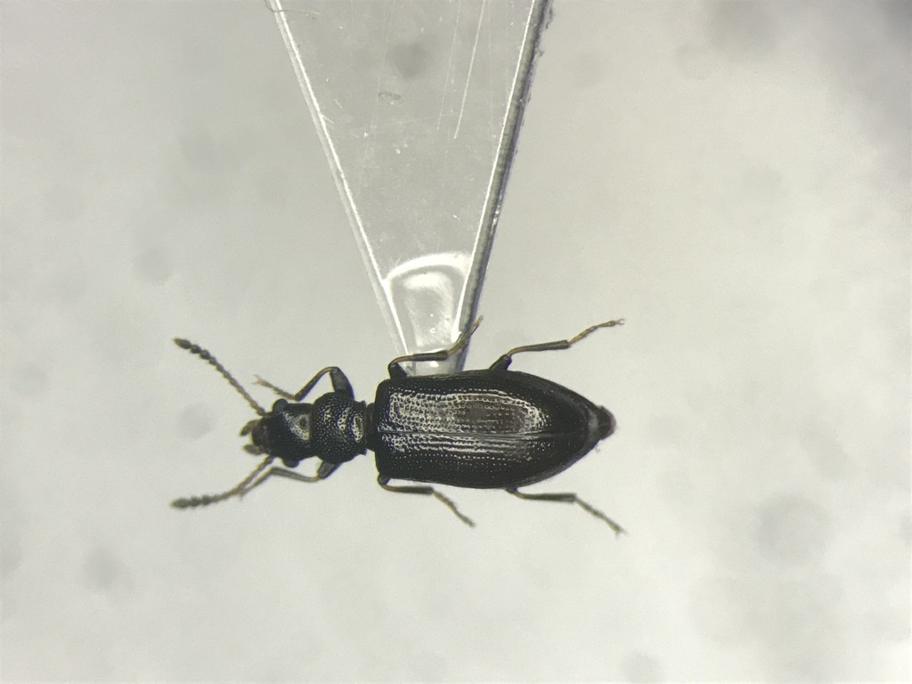 Greenish Narrow-waisted Bark Beetle