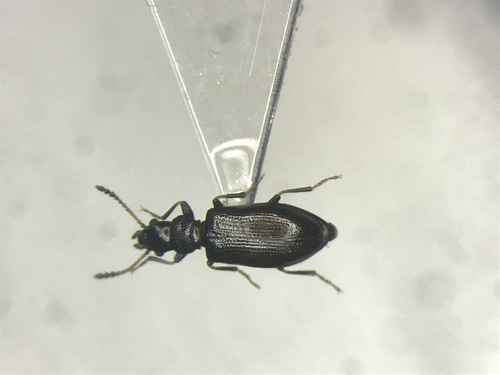 Greenish Narrow-waisted Bark Beetle