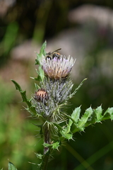 Cirsium osterhoutii