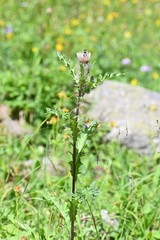 Cirsium osterhoutii