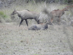 Boselaphus tragocamelus
