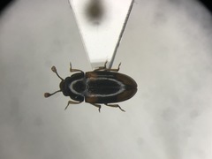 Dacne quadrimaculata