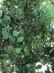 Streblus heterophyllus