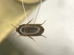 Eustrophus tomentosus