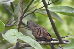 Columbina talpacoti
