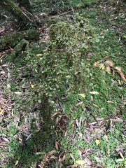 Streblus heterophyllus