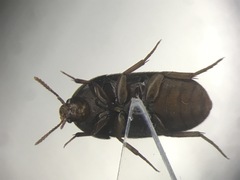 Eustrophus tomentosus