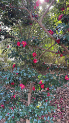Camellia hiemalis