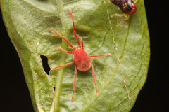 Trombidioidea