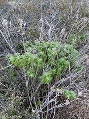 Eriophyllum confertiflorum