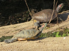 Trachemys scripta elegans