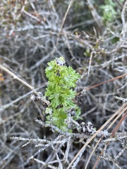 Eriophyllum confertiflorum