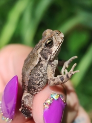 Rhinella arenarum